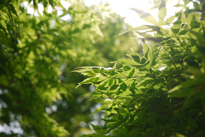 e0200926_8453456.jpg