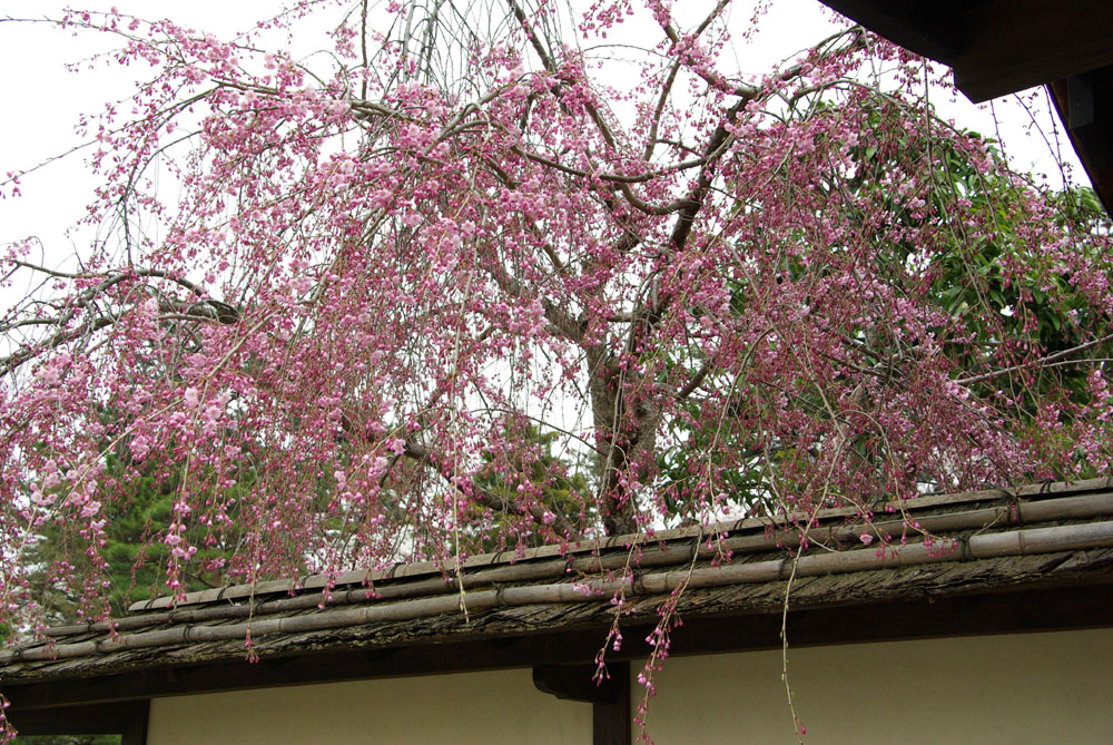 b0247838_1147788.jpg