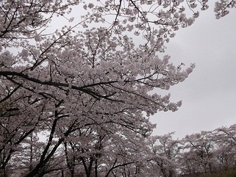 “赤城山”　桜花爛漫 2012.4.23 - 才谷佳子のひとり言……って　誰だよおまえ