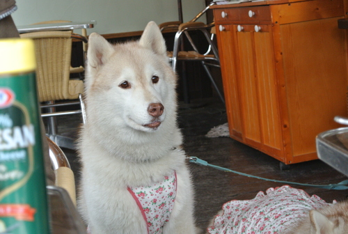 e0121548_111213.jpg