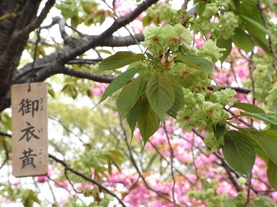 a0251851_0341559.jpg