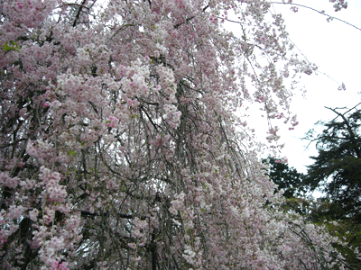 c0225153_5101178.gif