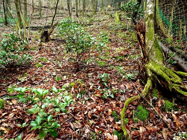 b0044663_0363654.jpg