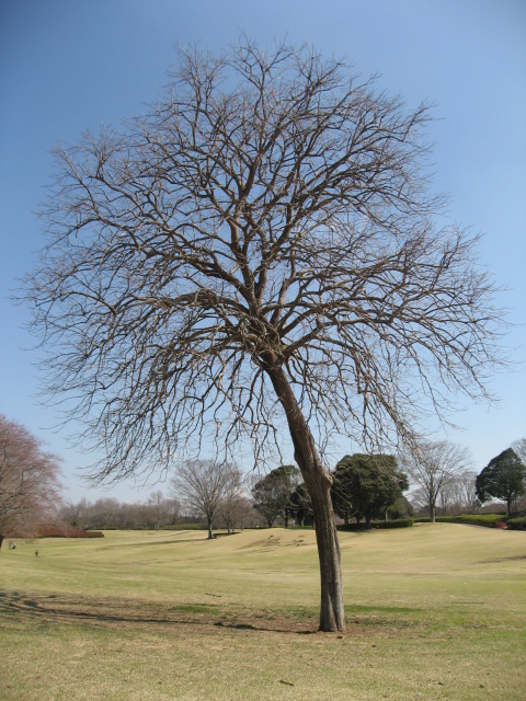 e0139165_6505874.jpg