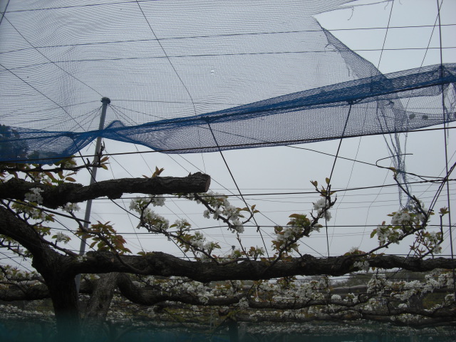 c0247769_4441477.jpg