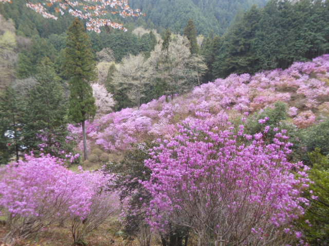 c0206177_733258.jpg