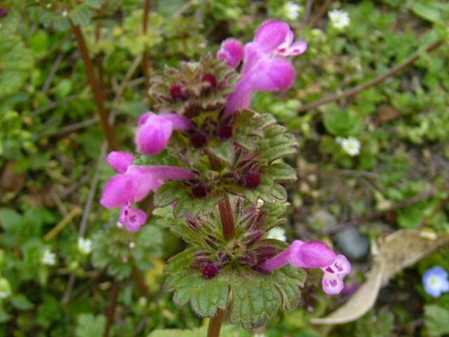 e0145782_17395342.jpg