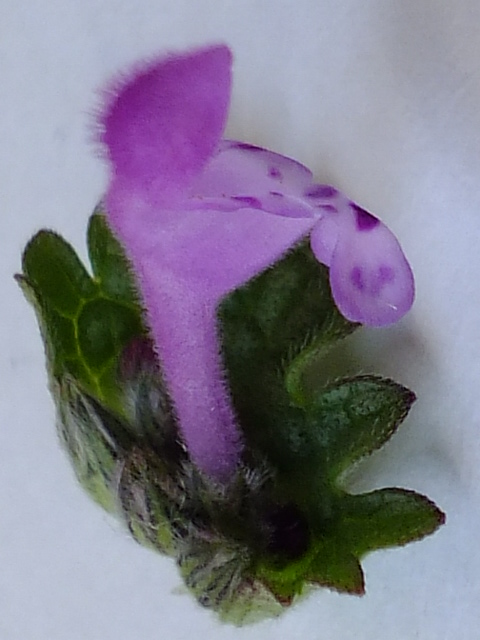 e0145782_17421237.jpg