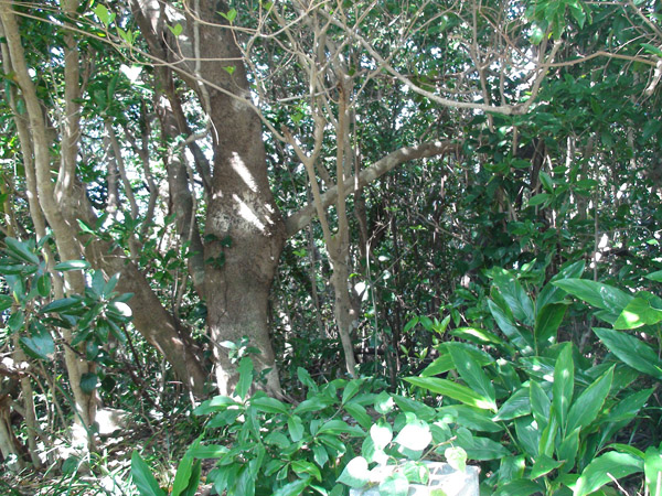 f0159390_11561241.jpg