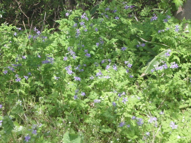 e0025300_17595391.jpg