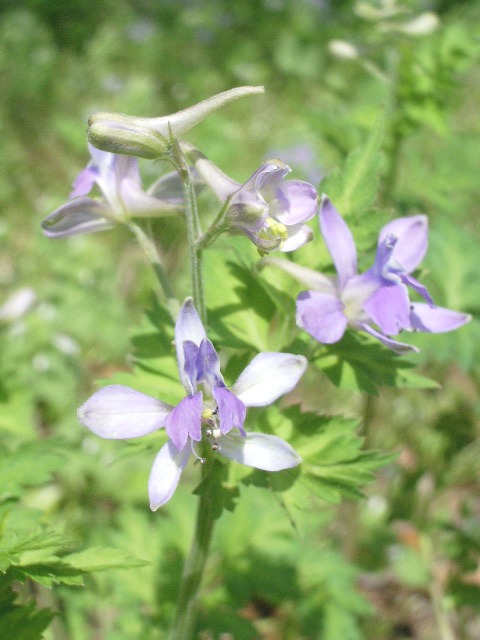 e0025300_1853754.jpg