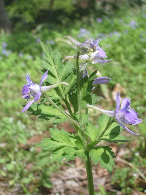 e0025300_1863674.jpg