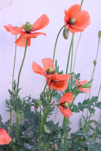 e0193207_9351223.jpg