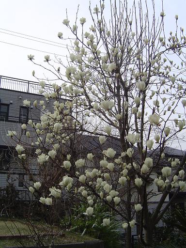 a0114314_7114138.jpg