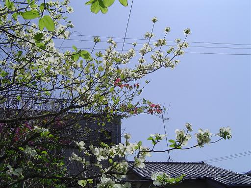 a0114314_7132052.jpg