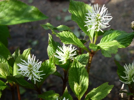 c0042418_20344698.jpg