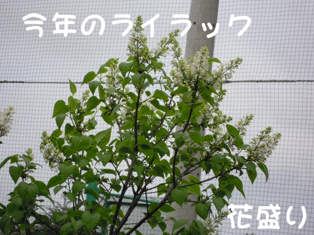 c0166622_14242767.jpg