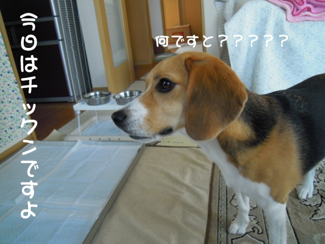 c0166622_14285358.jpg