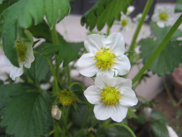 e0166032_2295259.jpg