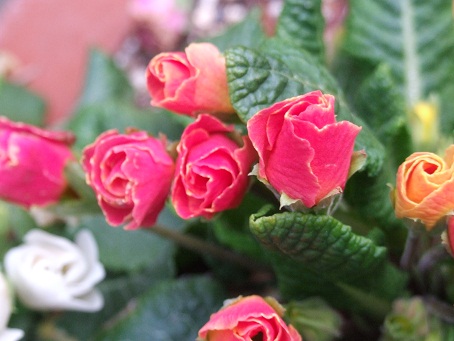 b0089338_21265448.jpg