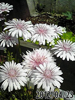 b0200747_539177.jpg