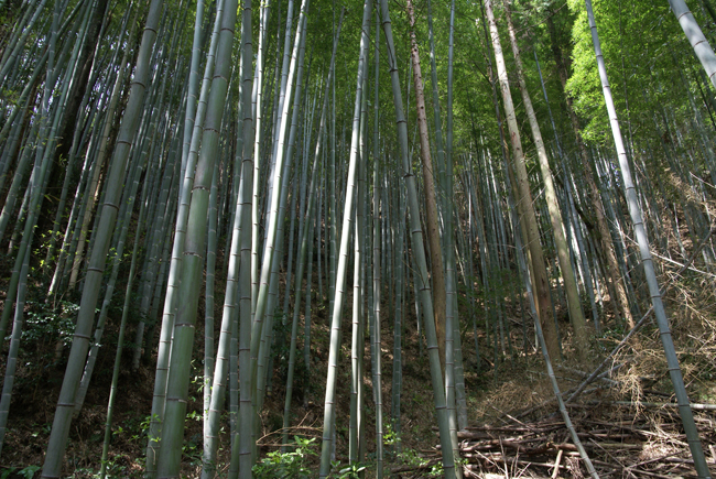 f0214649_4221474.jpg