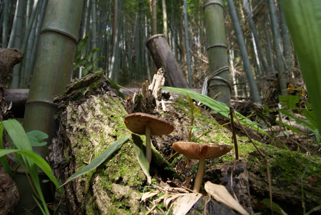 f0214649_4255137.jpg