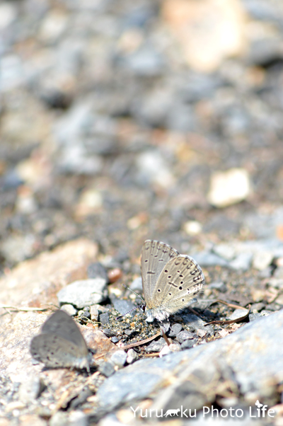 e0166059_22204065.jpg