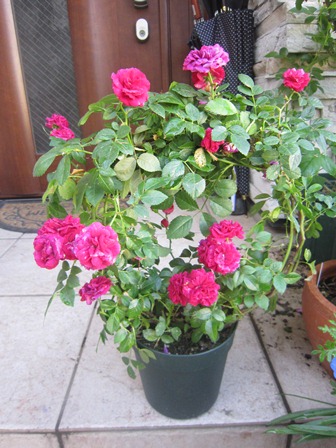 c0202870_9402385.jpg