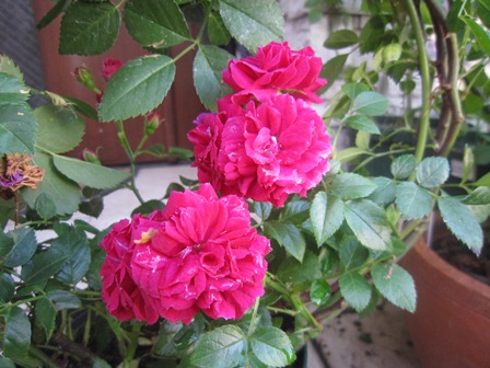 c0202870_9403024.jpg