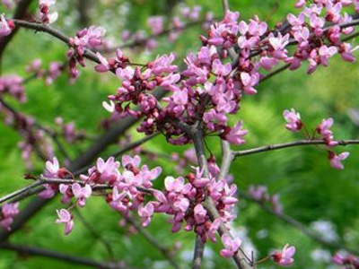 a0004180_032746.jpg