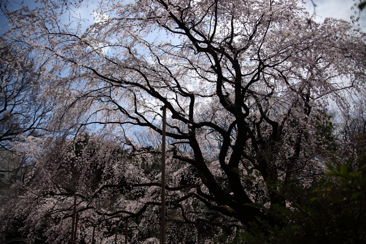 f0164989_1115179.jpg