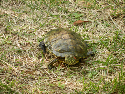 e0204795_2022488.jpg