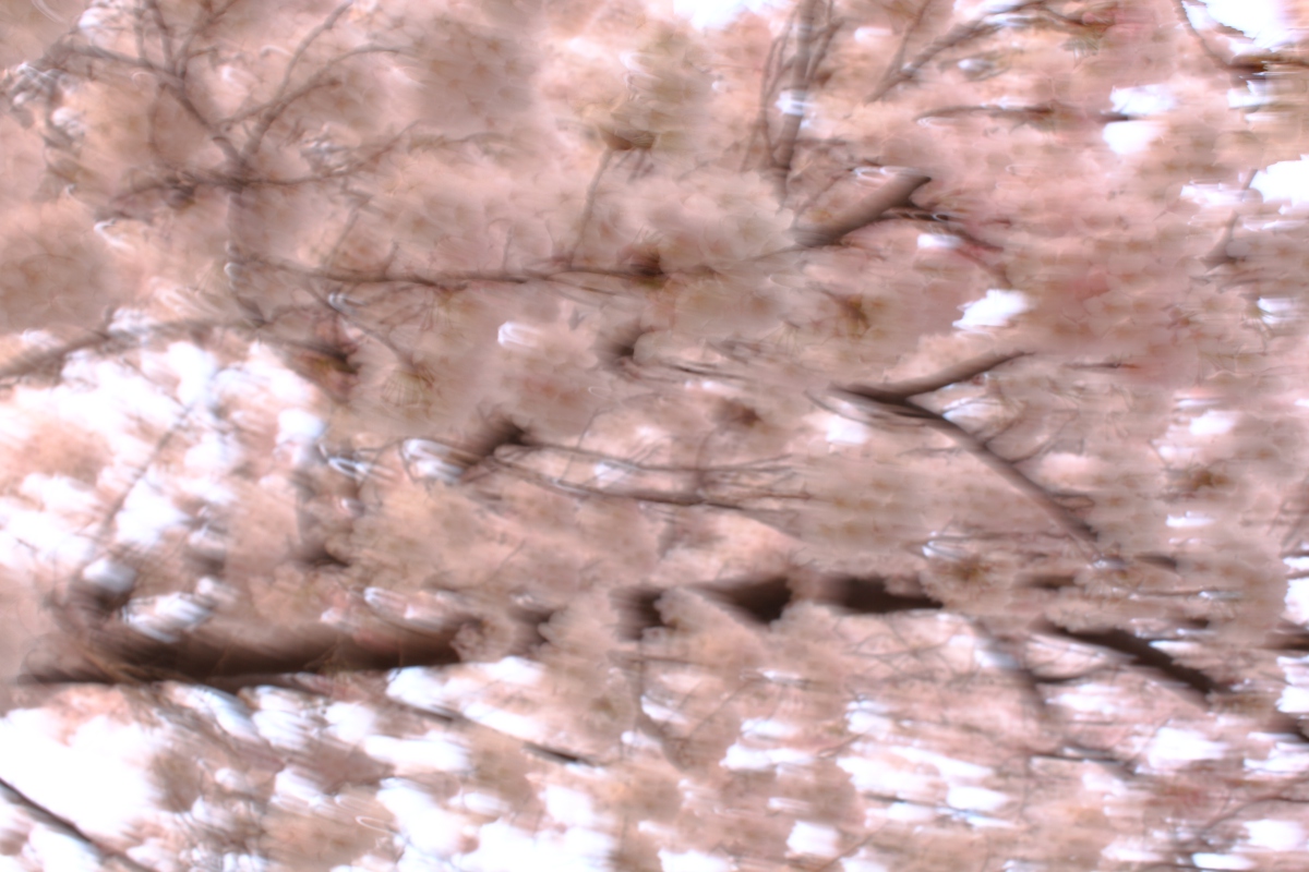 a0155104_2391350.jpg