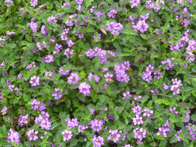 a0144811_017285.jpg