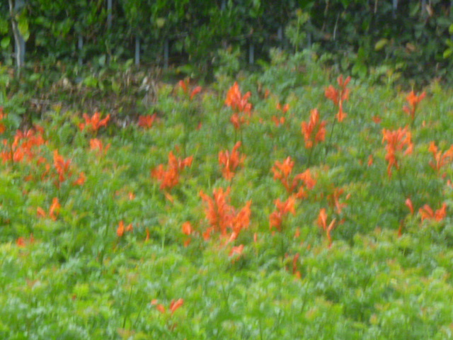 a0144811_0175114.jpg