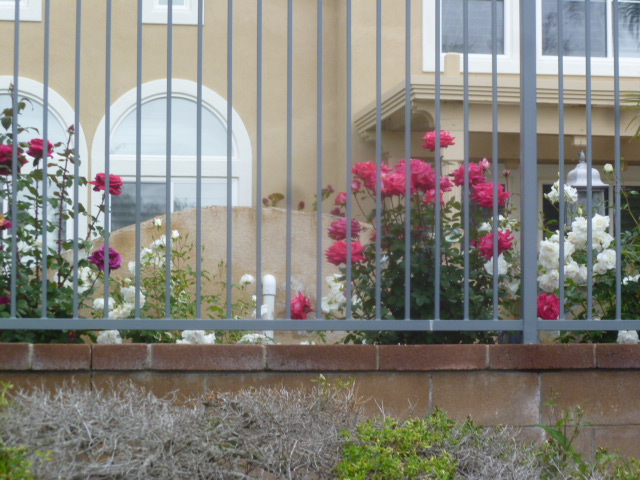 a0144811_018770.jpg