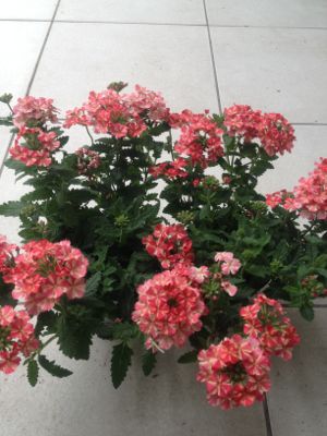 e0274314_10312294.jpg