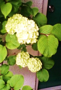 e0189225_11403399.jpg