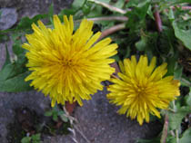 e0181546_10535925.jpg