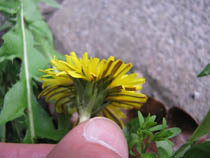 e0181546_10542788.jpg