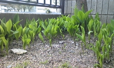 e0143667_12284943.jpg