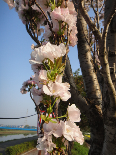 f0137275_4251652.jpg