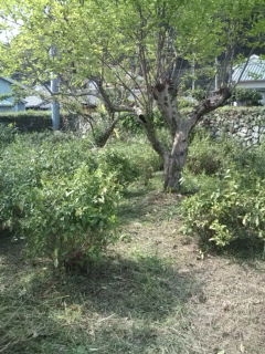 f0054677_62157.jpg