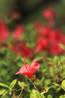 a0222494_170547.jpg