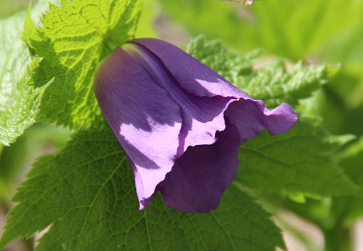 e0054299_10455979.jpg