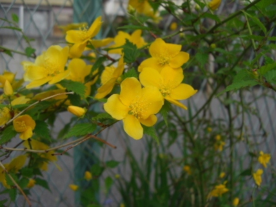 c0132205_2301723.jpg