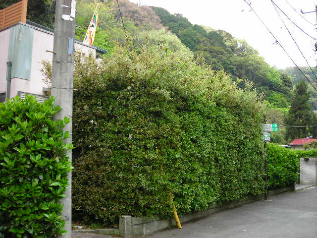 b0096418_18141311.jpg