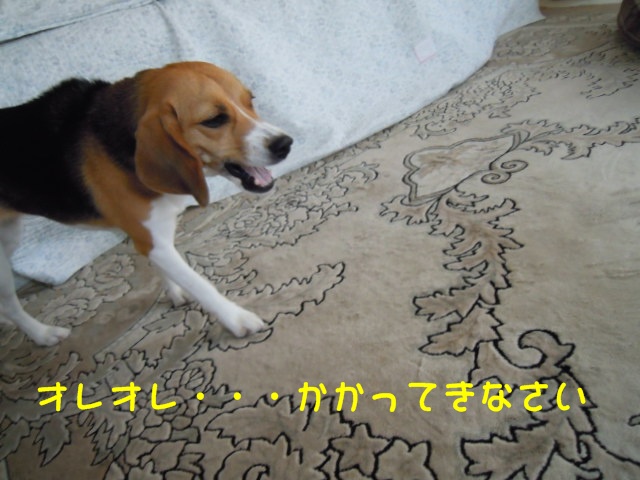 c0166622_20474229.jpg