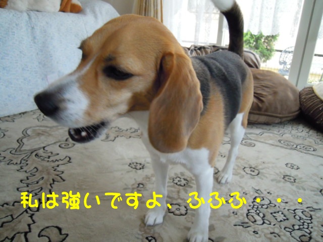 c0166622_20475051.jpg